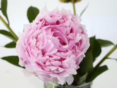 Highlighted image: Dit jaar ook geen CNB Dutch Peony Days 2020